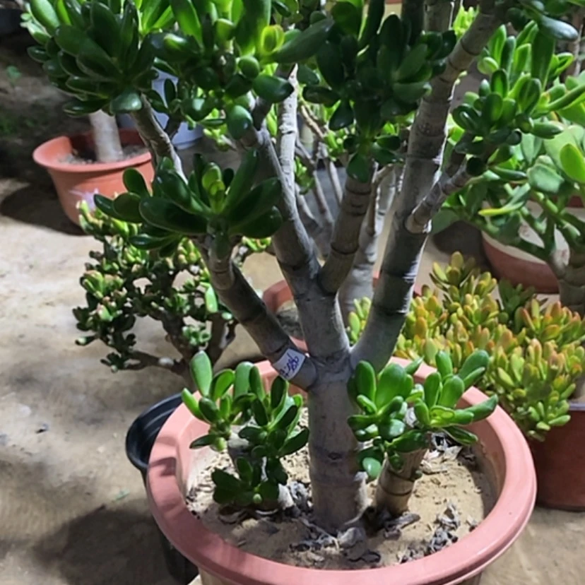 【闪购商品】狂****?45