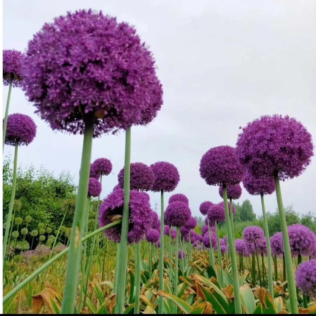 多年生大花葱种球 大使环球霸王花期长 花蕾硕大 室外庭院花卉