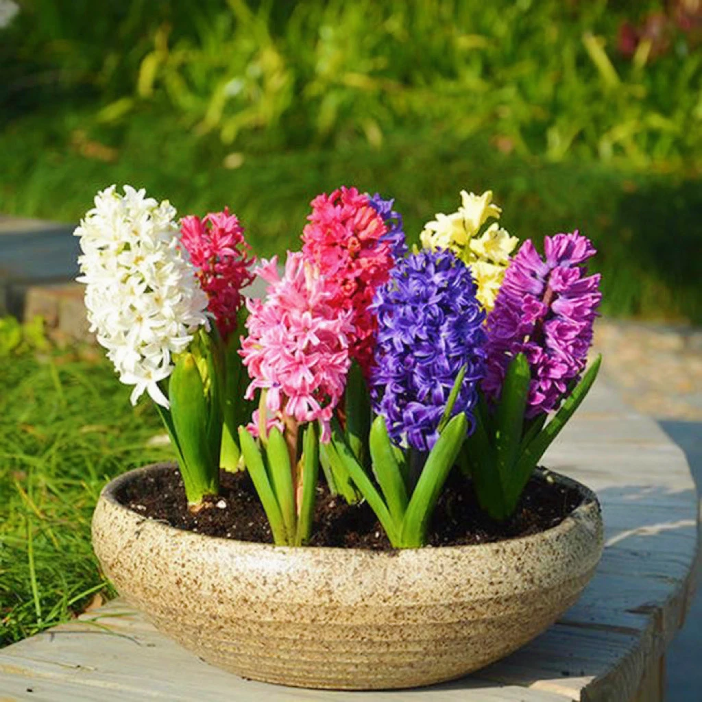 进口风信子种球 秋冬季节栽种 耐寒多年生 多色可选