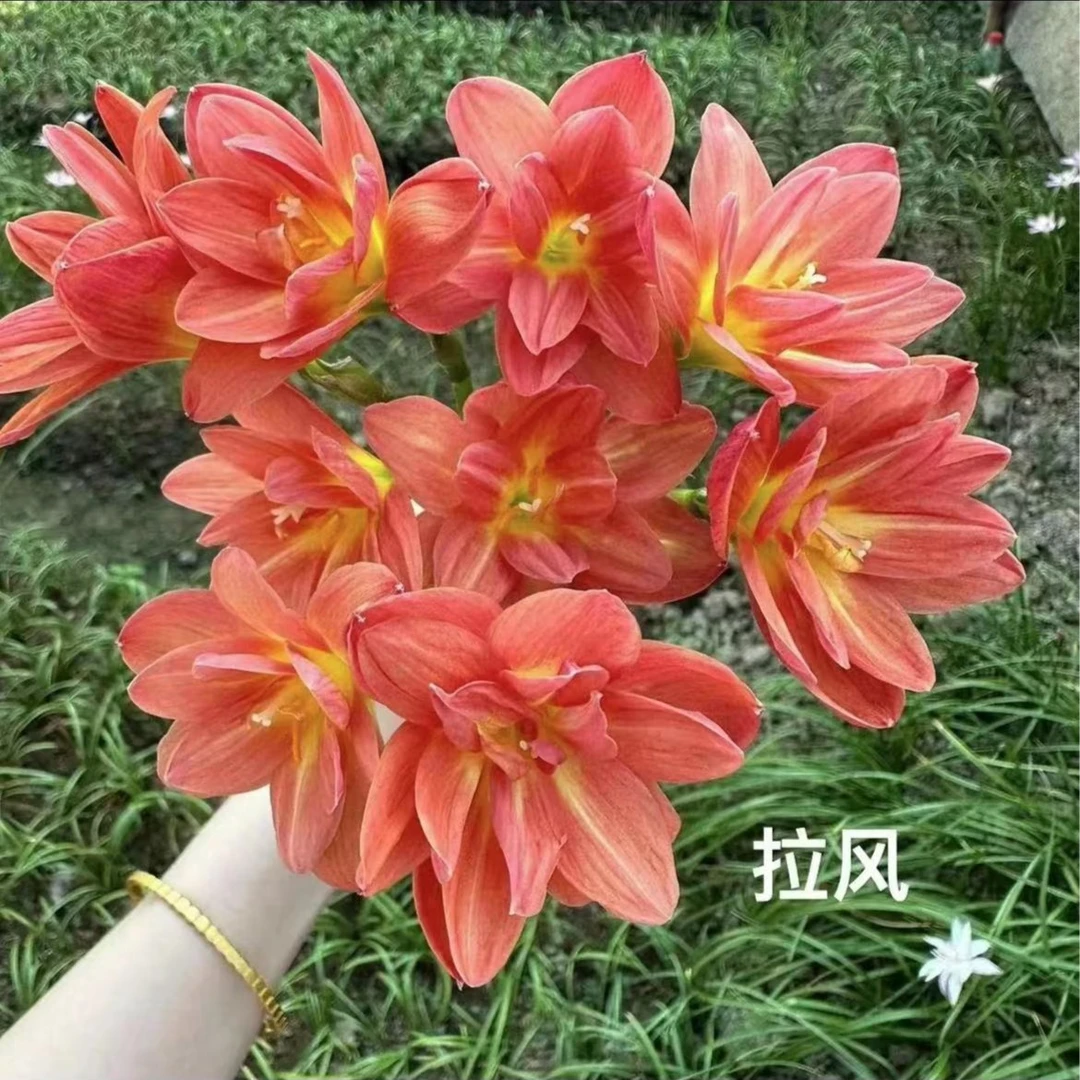 【雪雪家花园专属】风雨兰种球 庭院阳台种植  耐热耐旱 好养易活