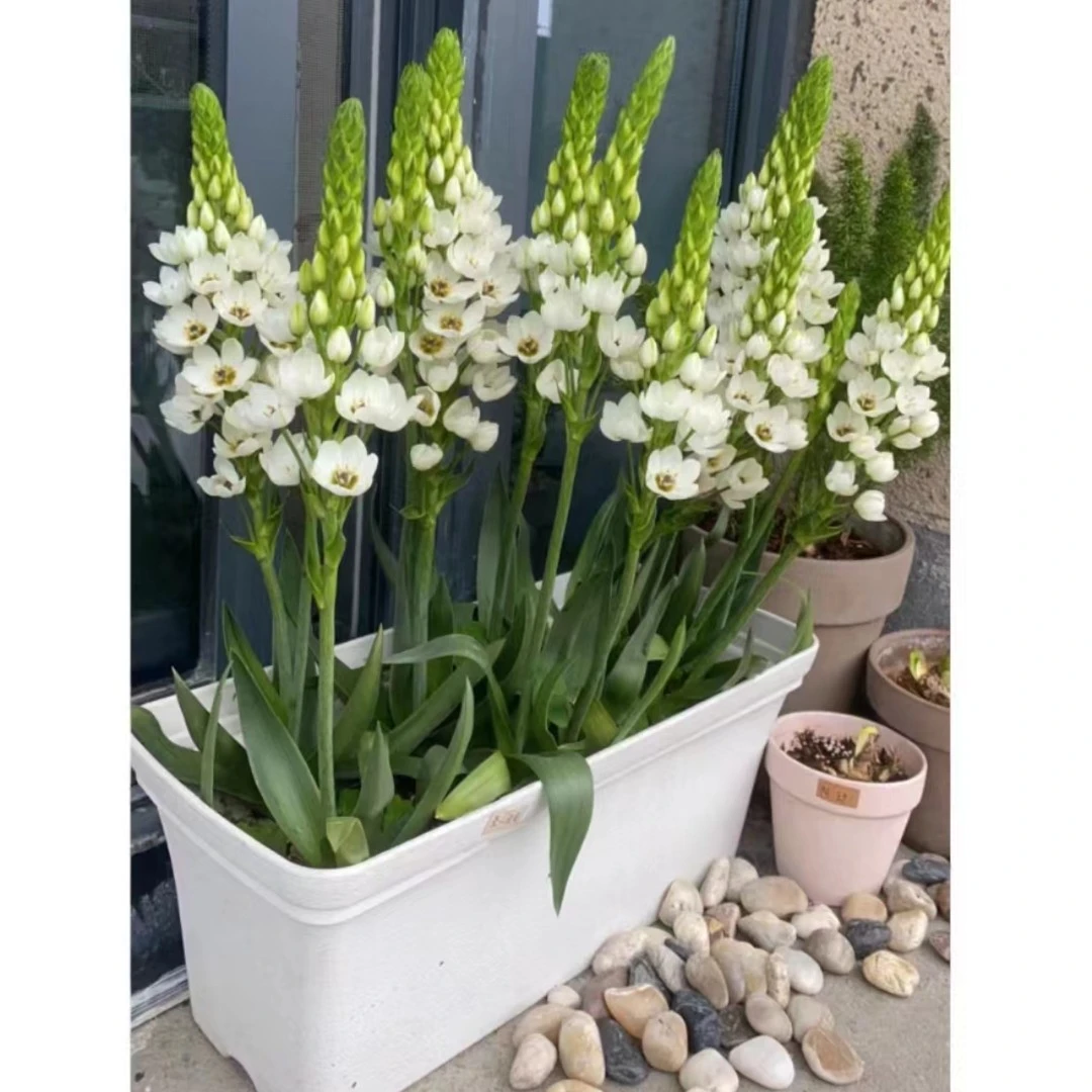 【雪雪家花园专属】圣心百合  种球