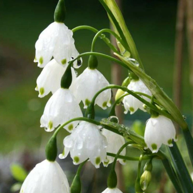 【雪雪家花园专属】雪片莲 多年生 耐寒球根花卉庭院阳台植物