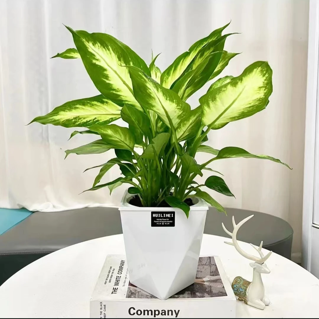 [高50-60CM]玛丽安客厅办公室光照会议桌好养好活净化空气+菱形盆