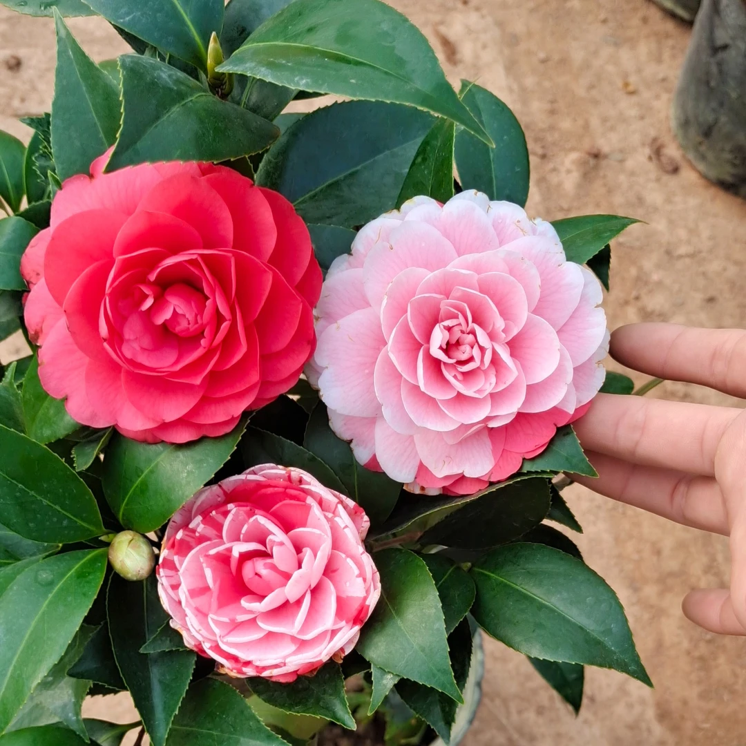 茶花盆栽带花苞五色赤丹山茶花树苗多色好养花苗室内植物