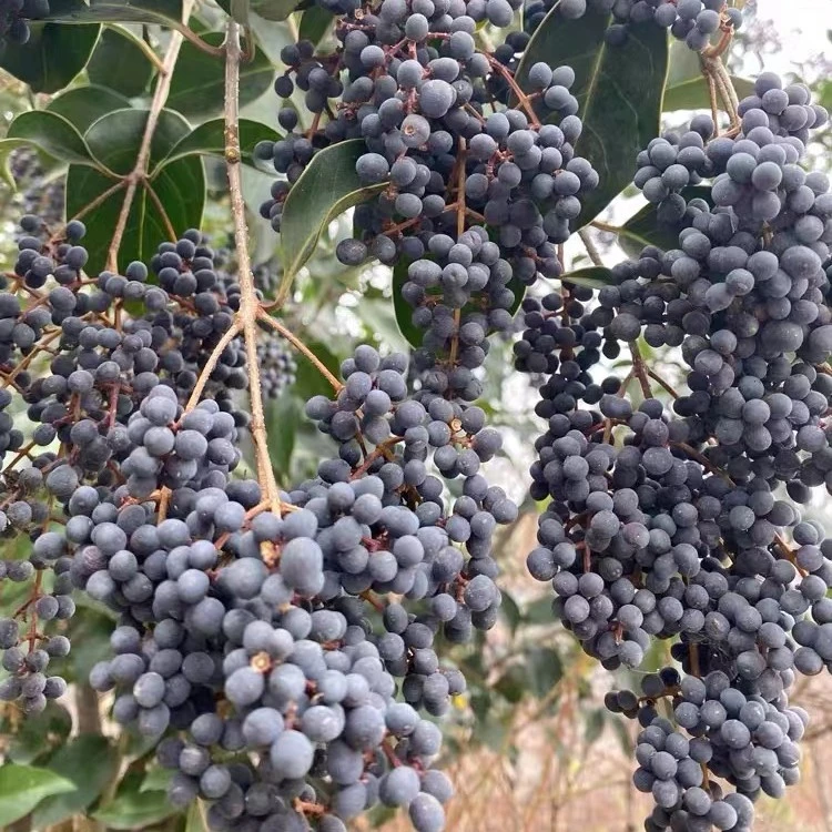 侧柏叶冬至女贞子草本植物家居用品家庭日用品洗发