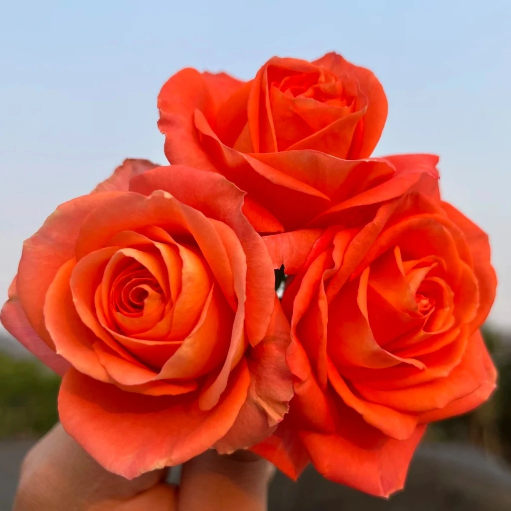 【金牛座】星座系列大花微月月季阳台开花机器橙红色春季净化庭院