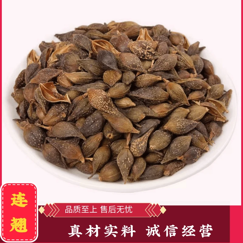 连翘 青翘 山里的连翘果非种植的