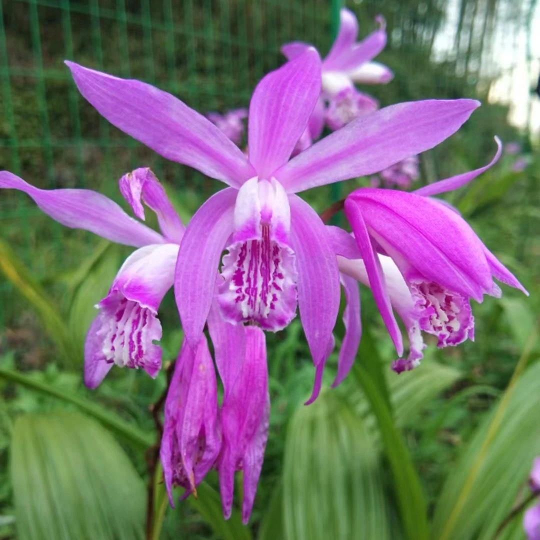 云南三叉白芨花朵石斛漂亮具有非常多的药用价值花卉