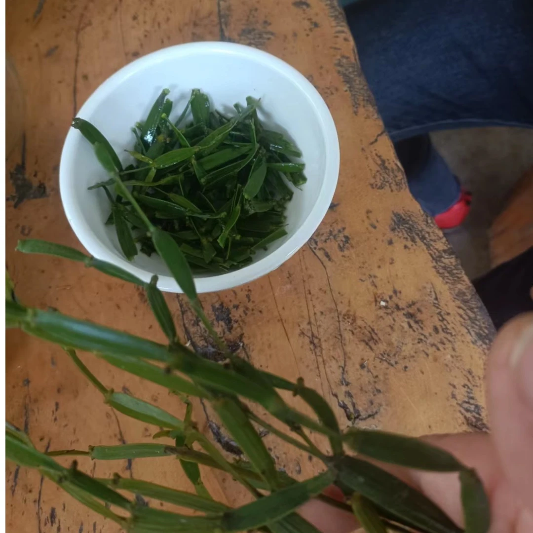 云南螃蟹脚茶，寄生植物大树茶上寄生（一物一拍）很好绿色