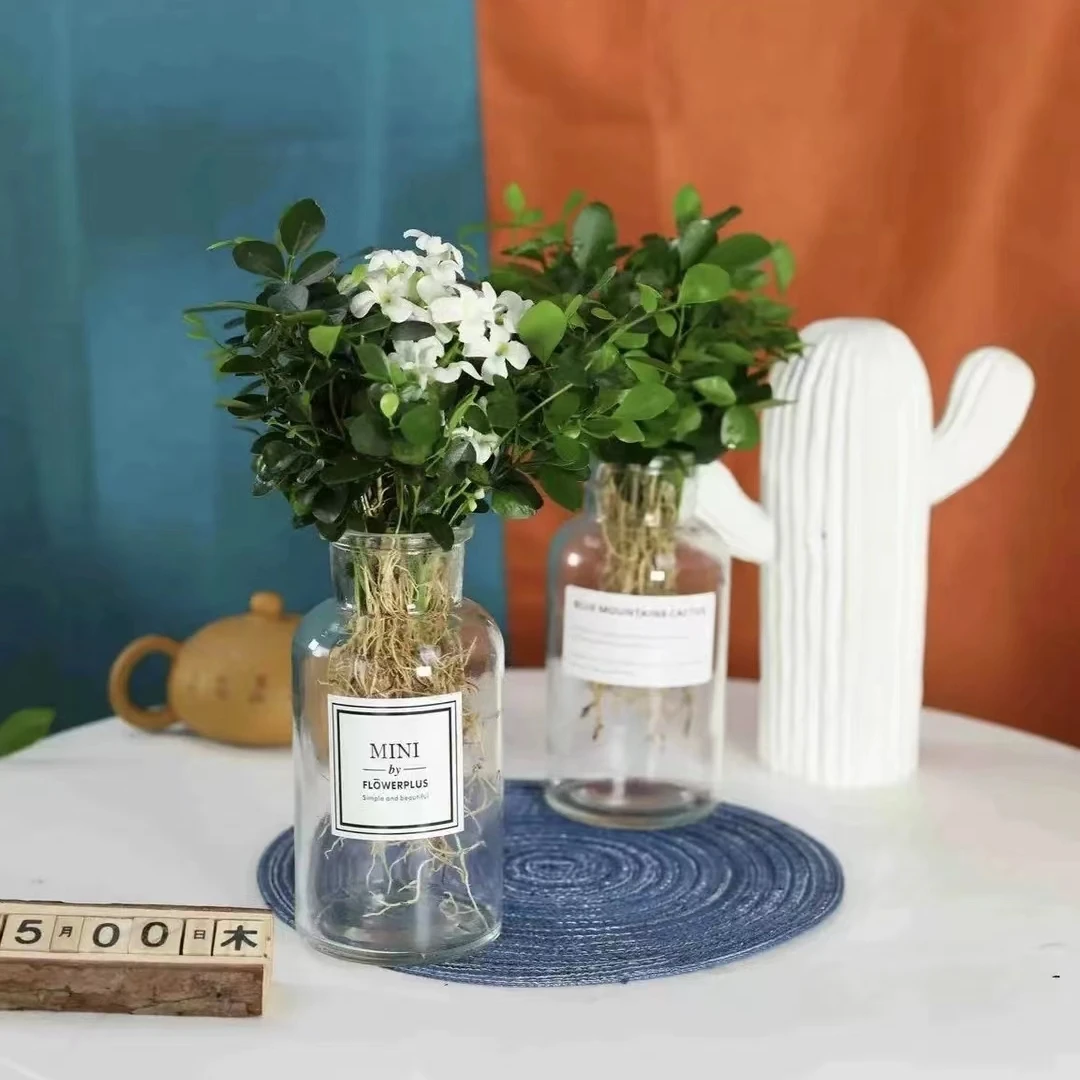 水培九里香花卉盆栽浓香四季开花驱蚊防辐射四季常青室内阳台绿植