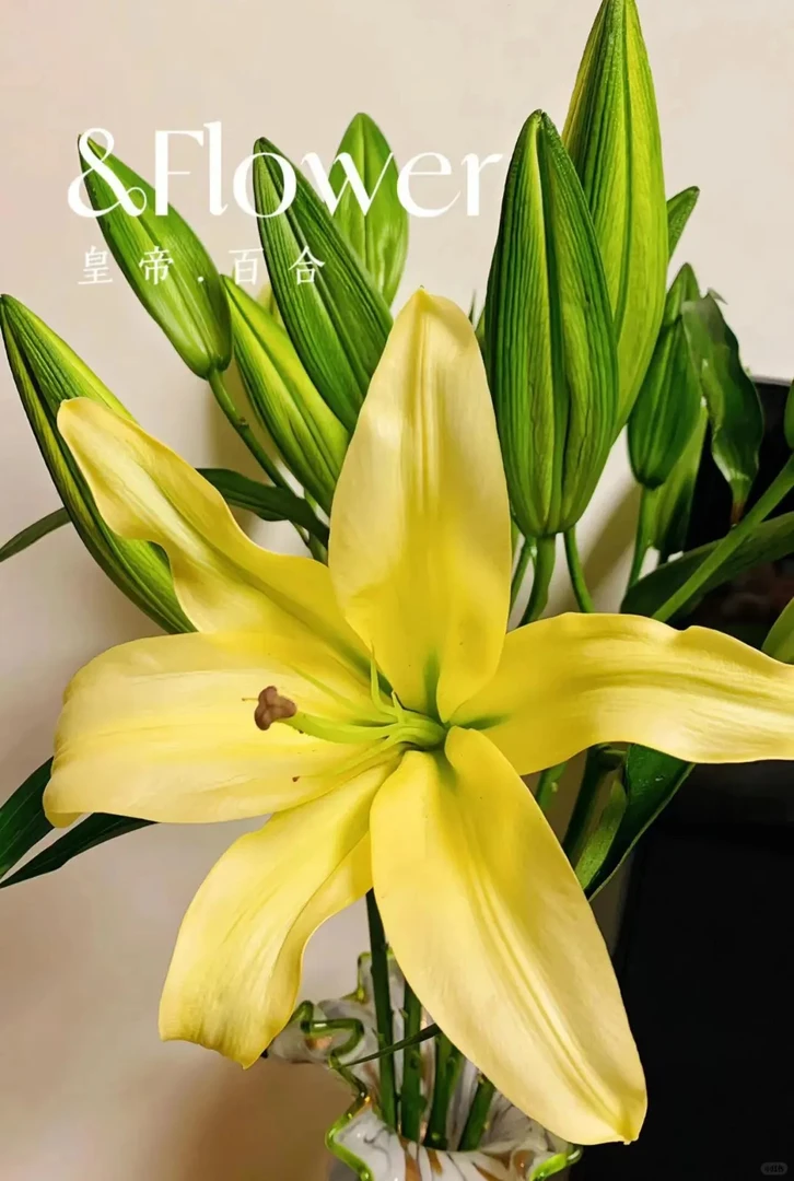 大黄帝·黄色系浓香百合花