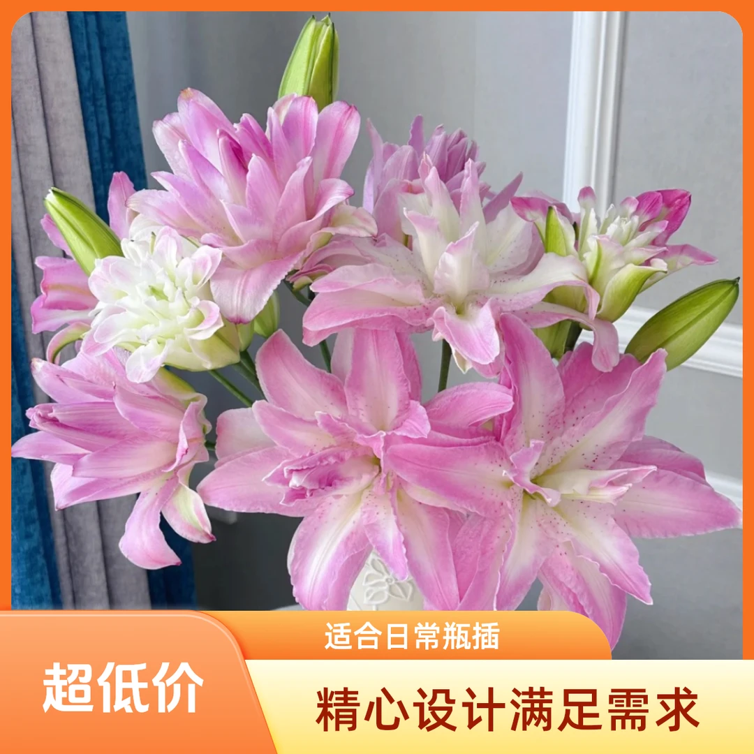 水蜜桃·重瓣香水百合