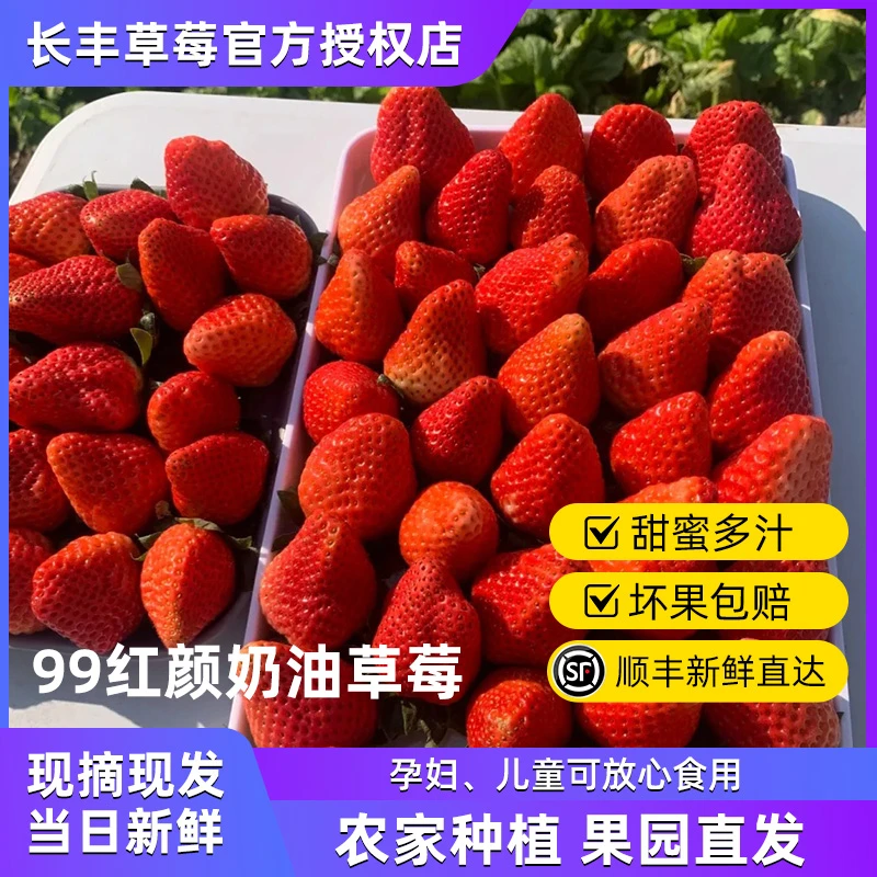 长丰草莓99红颜奶油新鲜水果九九牛奶孕妇儿童草莓现摘扁果丑果