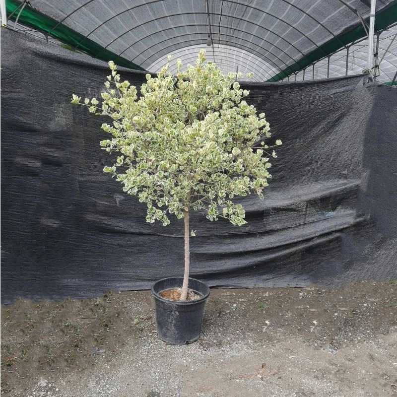 心叶榕大盆栽锦叶三角榕绿植牛奶爱心榕阳台庭院花园别墅香港植物