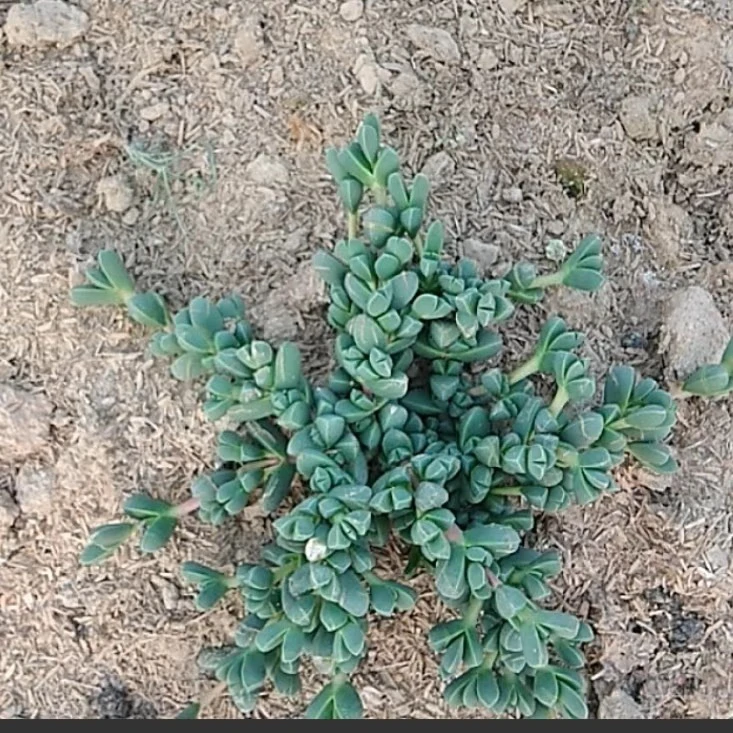 鹿角海棠 地栽现拔 老桩 开花多肉植物新手好养绿植花卉盆栽