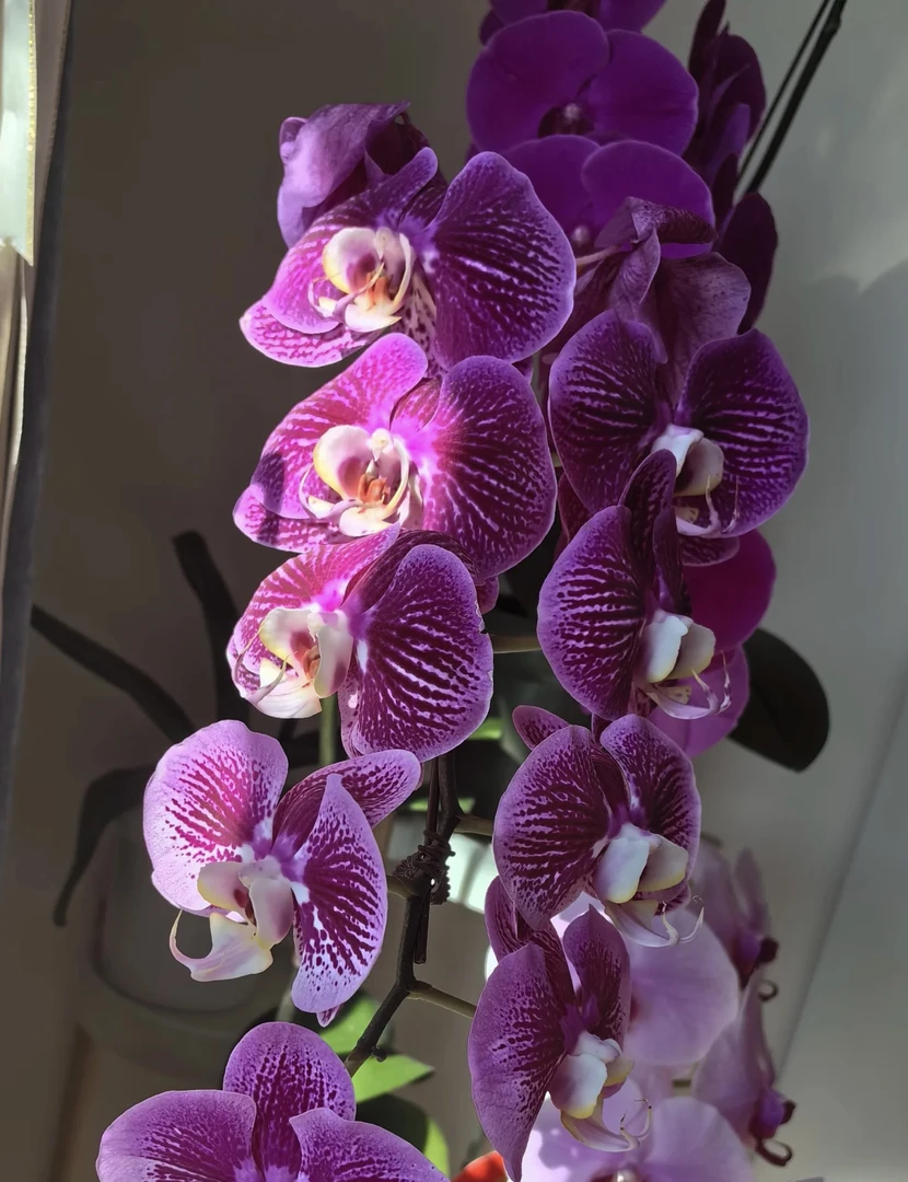 画眉鸟蝴蝶兰3.5寸杯成熟苗不带花室内盆栽植物基地直发