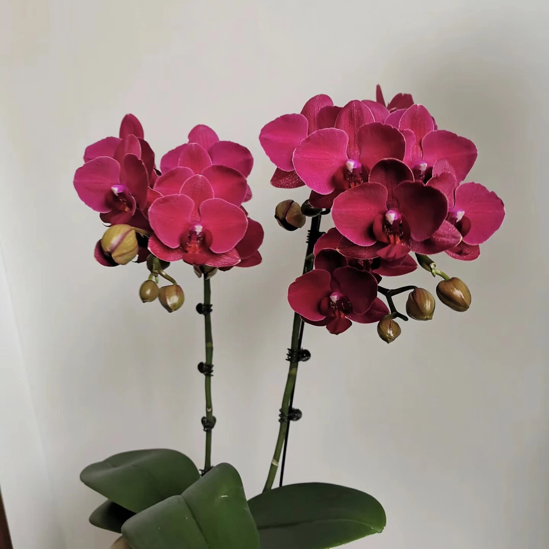 《蒙特勒》蝴蝶兰3.5加高成熟苗不带花室内盆栽植物花期长基地直发