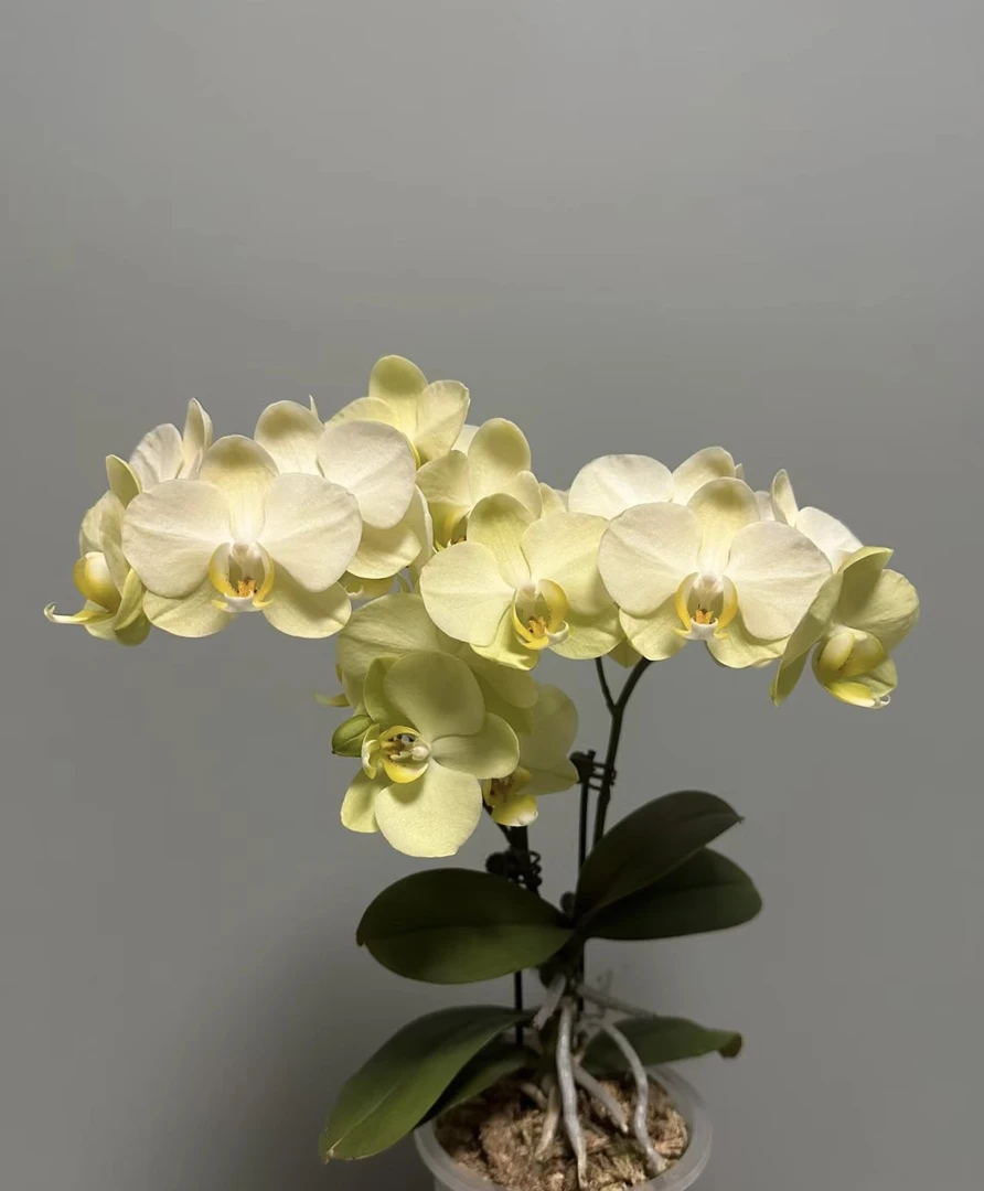 卡利蝴蝶兰3.0成熟苗不带花室内盆栽植物花期长基地直发