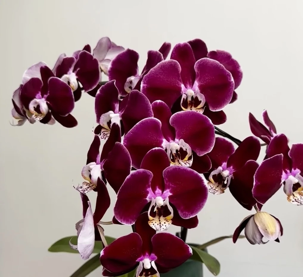 《幻影》蝴蝶兰3.5加高成熟苗不带花室内盆栽植物花期长基地直发