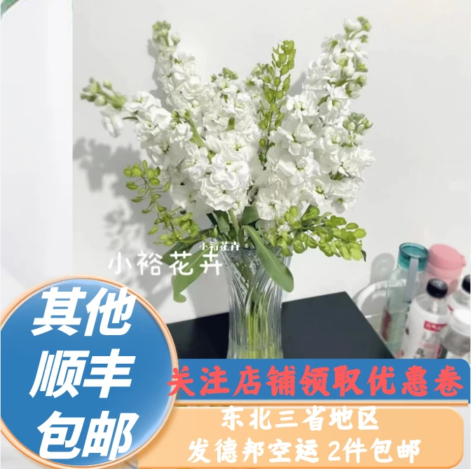 【重瓣紫罗兰】云南|顺丰/京东包邮|新鲜香味浓|云南云南鲜花蝴蝶