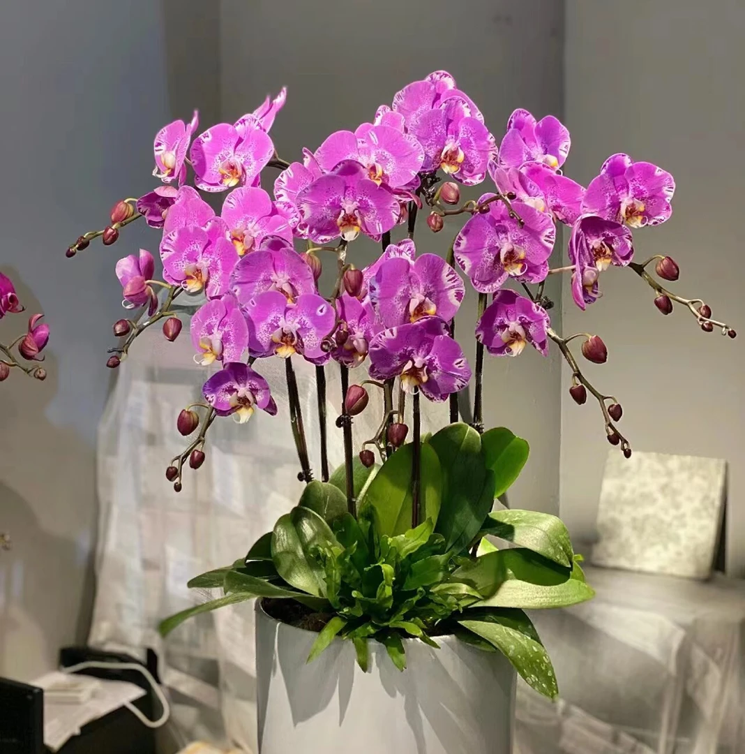 藏宝图—【蝴蝶兰】粉红色带花纹