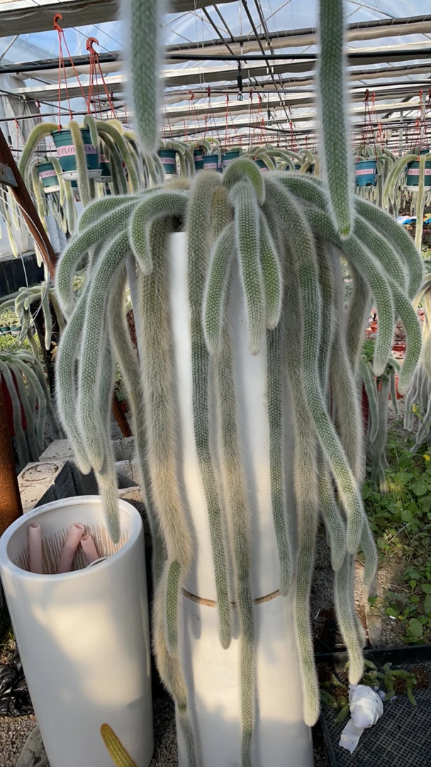 九尾狐多肉植物直播间一物一拍