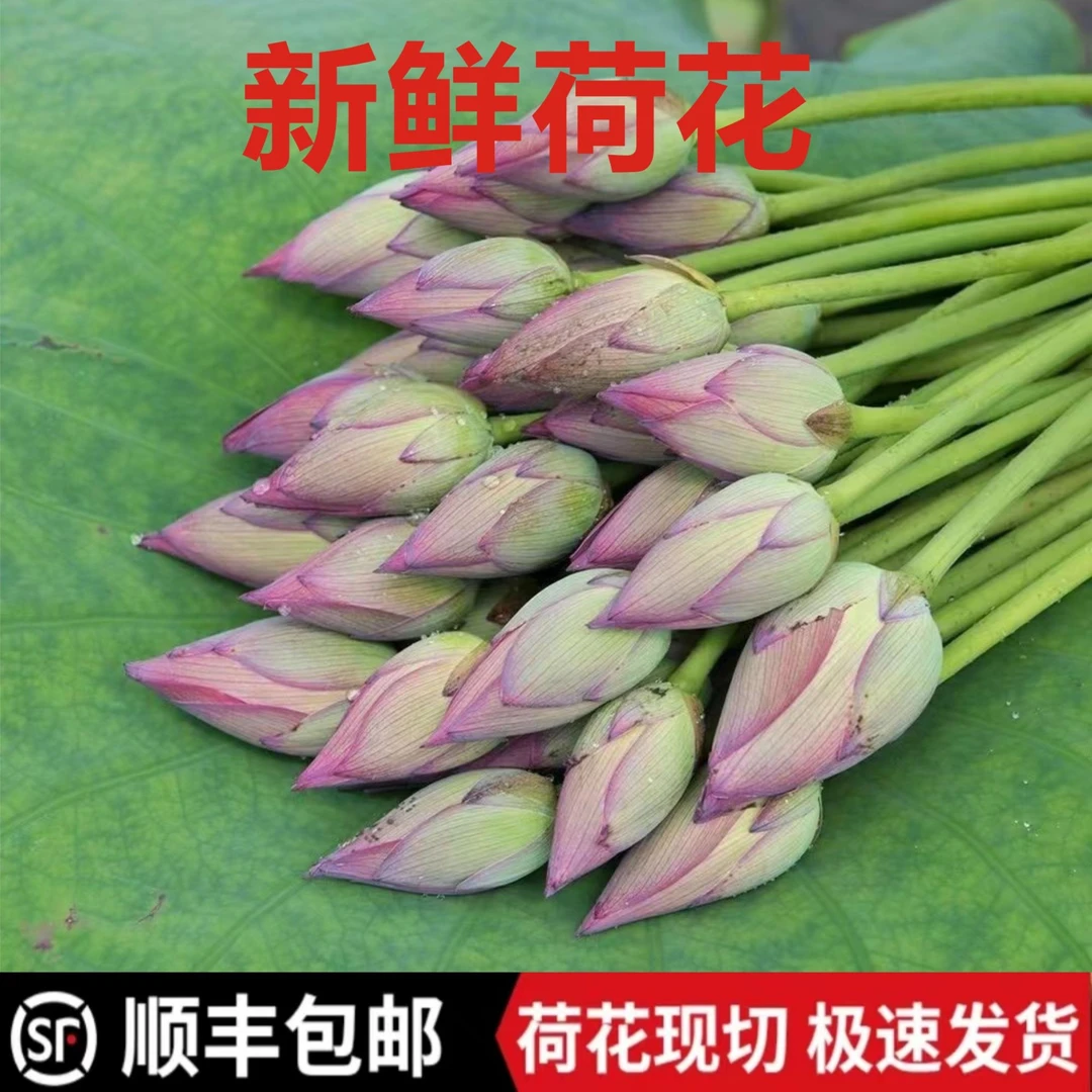 顺丰包邮新鲜荷花现摘花苞花骨朵插花观赏花鲜花【花期较短】拍照用