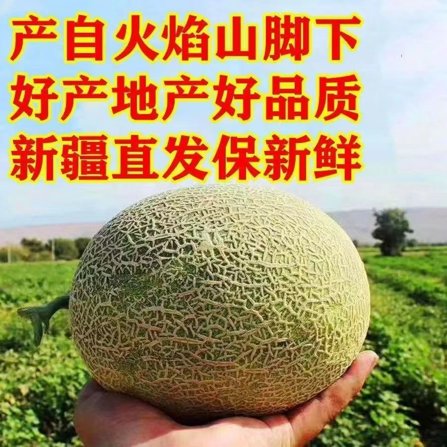 【新疆直发】新疆吐鲁番火焰山哈密瓜西州蜜25号脆甜当季新鲜水果