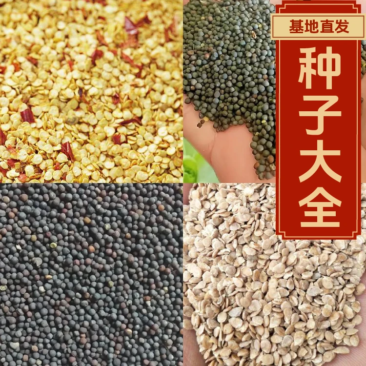 【蔬菜种子】优质四季蔬菜种子大全