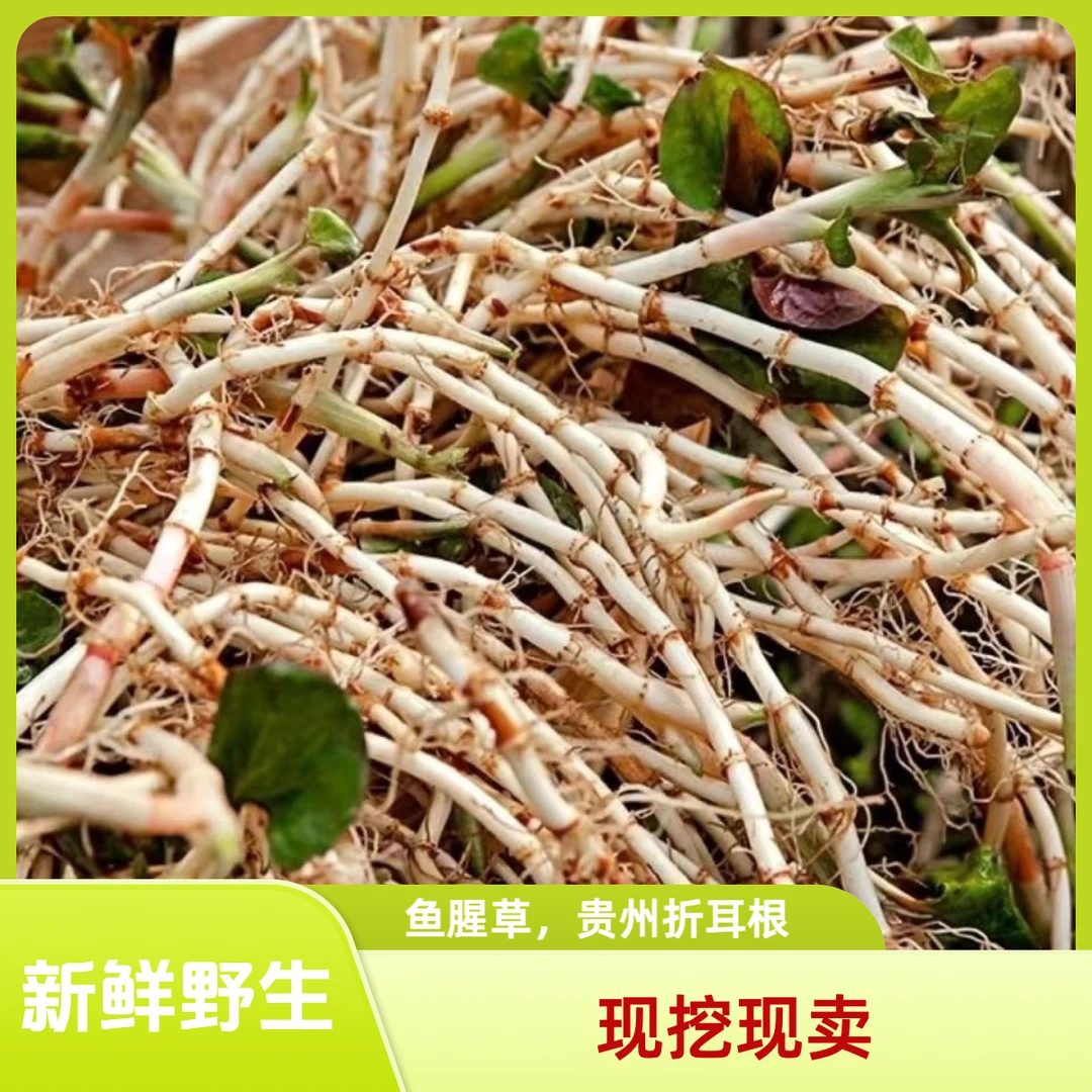贵州折耳根节节草鱼腥草现挖折耳根新鲜野生节节根带泥