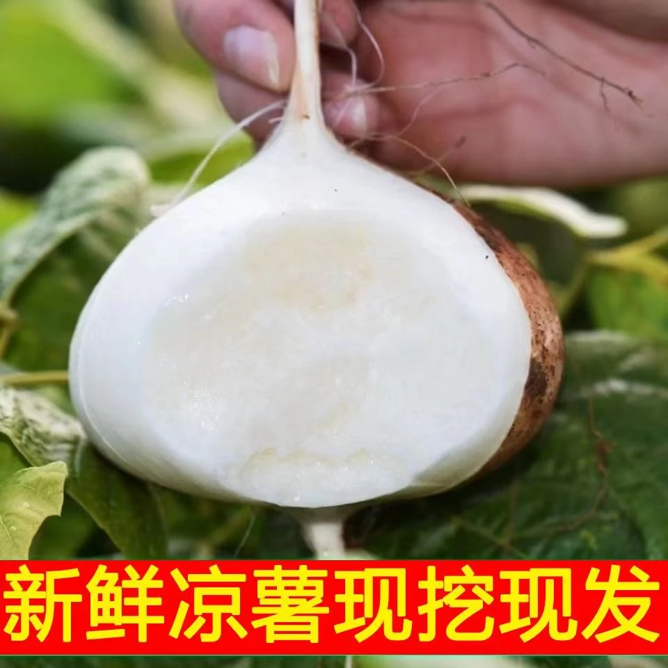 【贵州地萝卜】黄沙地地萝卜新鲜地瓜凉薯现挖现发