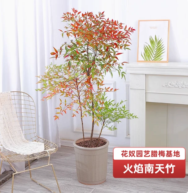 四季常青南天竹大型客厅办公室绿植落地盆栽阳台净化空气花奴园艺
