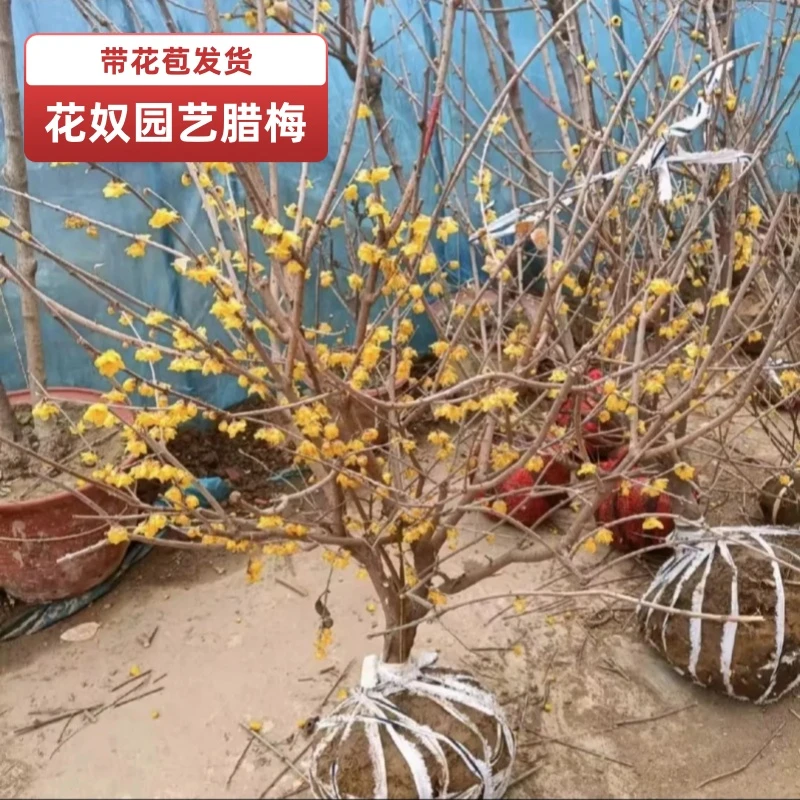 新粉浮力特惠款老桩素心腊梅树苗盆栽嫁接大花浓香冬天开腊梅花