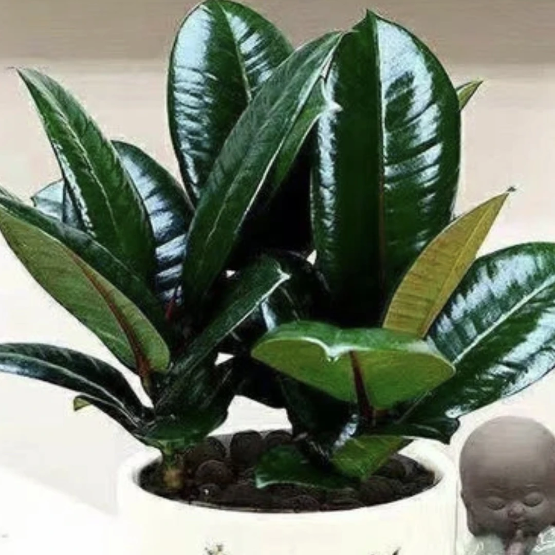 橡皮树黑金刚盆栽四季常青好养盆景花卉绿植家庭办公室进化空气