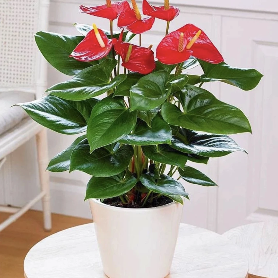 【带花发货】红掌花卉绿植盆栽客厅办公室四季开花带花净化空气