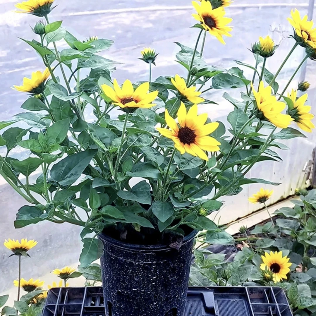 光辉岁月向日葵盆栽(花期长 养护不能缺水)阳台开花植物星花怒放