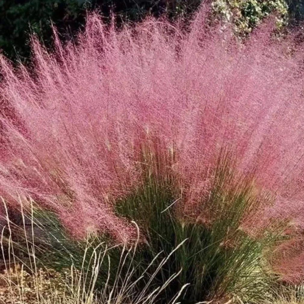 粉黛乱子草多年生草本植物四季好养喜阳耐旱庭院园林观赏草绿化苗