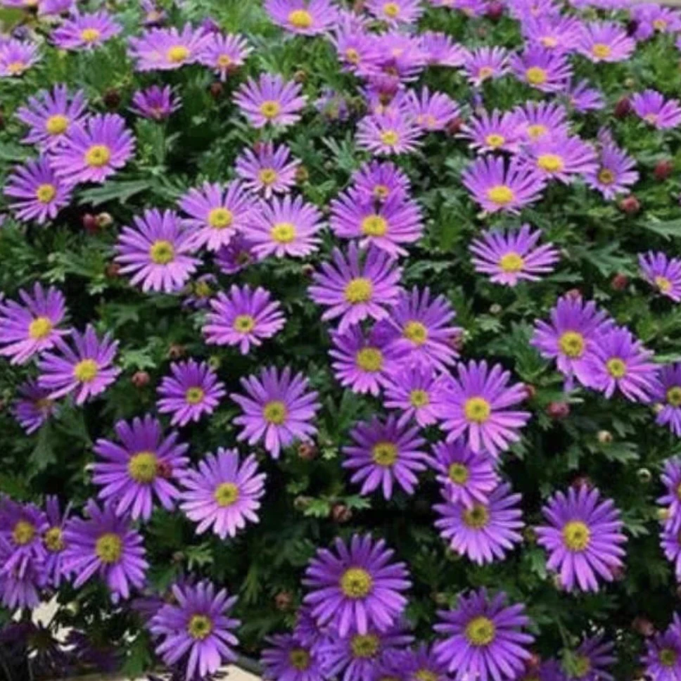 姬小菊盆栽阳台易爆雏菊花卉四季菊花开花庭院多年生室外花苞植物