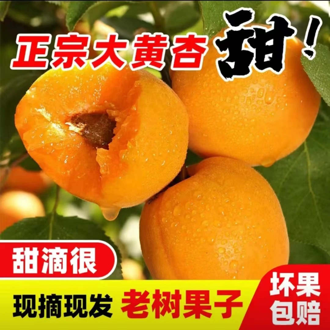 2024河南新鲜金太阳杏大黄杏麦黄杏当季新鲜发货5斤