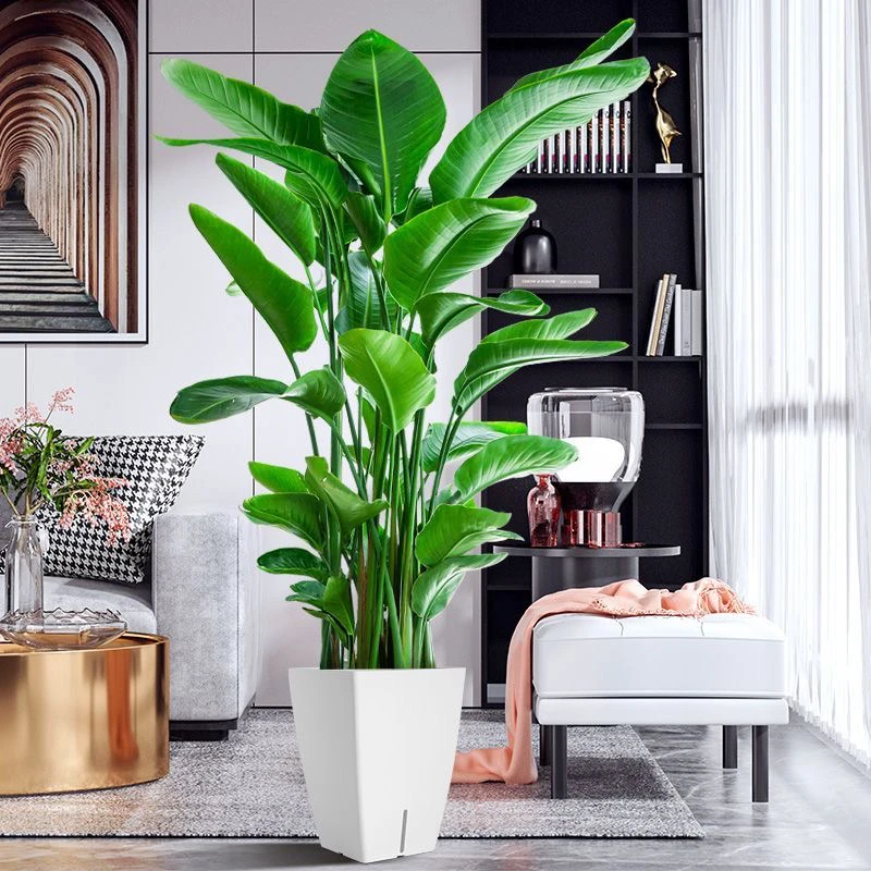 网红天堂鸟大绿植大型室内绿植盆栽植物北欧客厅办公室鹤望兰绿植