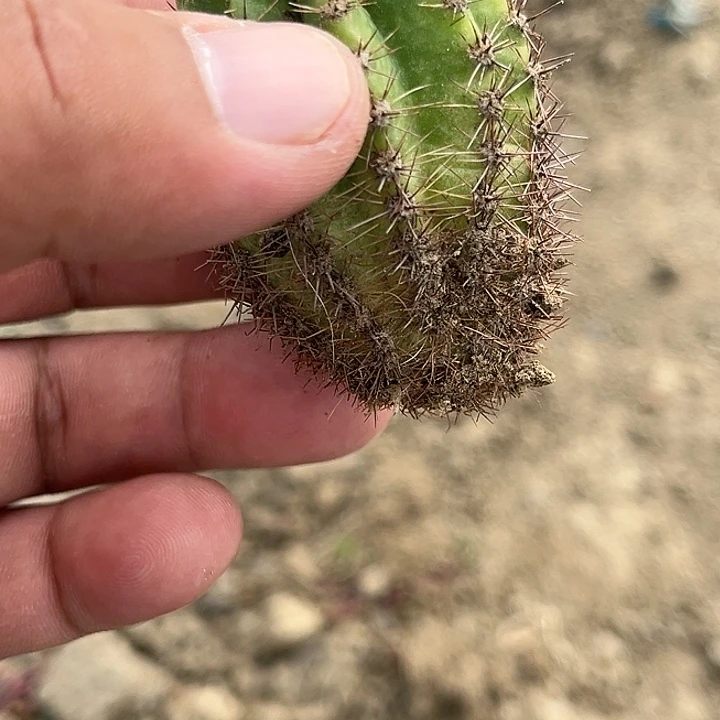 木*白009羽衣彩草一物一拍