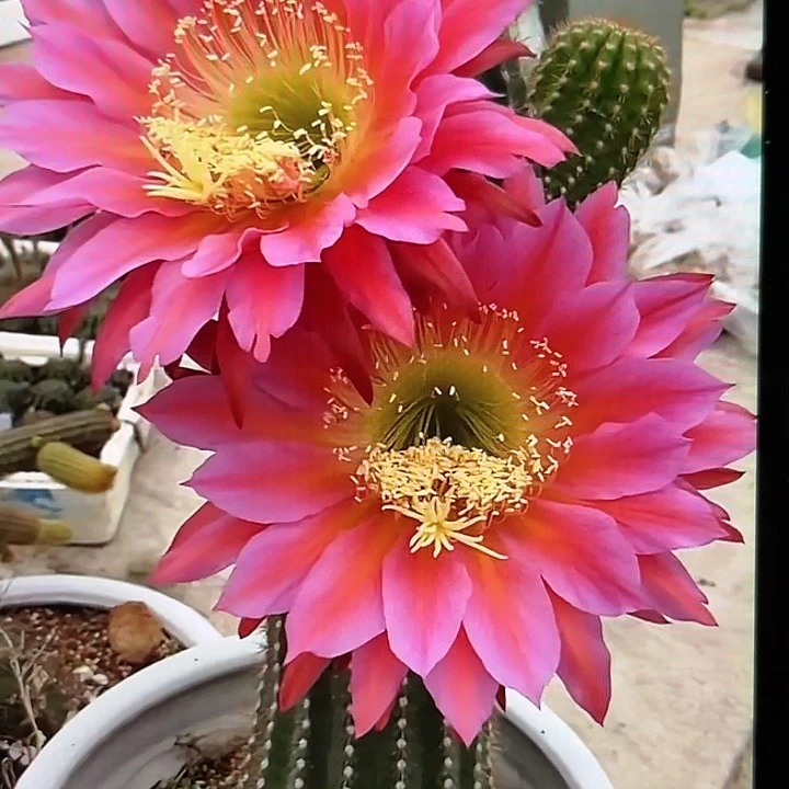 飞碟6厘米起带根球