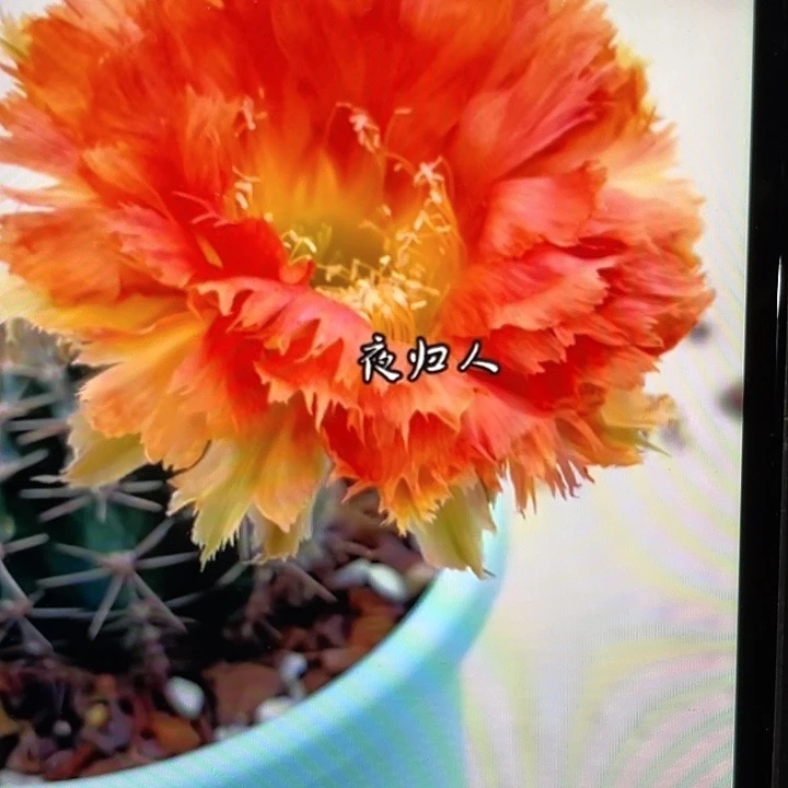 凤18号彩草侧牙4厘米起