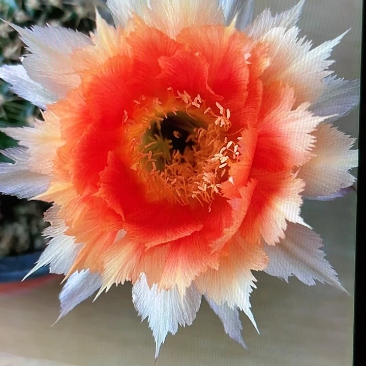 彩草魔羽5厘米起带根球