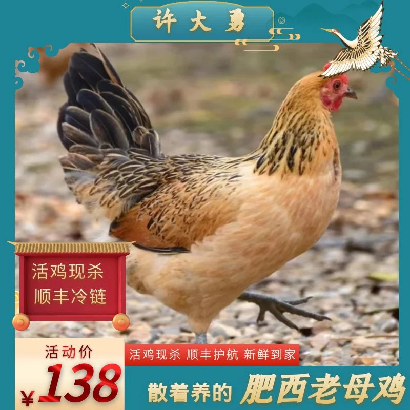 正宗肥西老母鸡 农家散养土鸡 顺丰冷链 新鲜高品质 不带肝