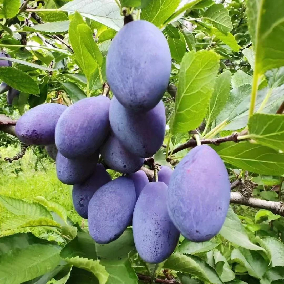 全旭正宗蓝密西梅基地直发适合南北方种植成活率高带土发货