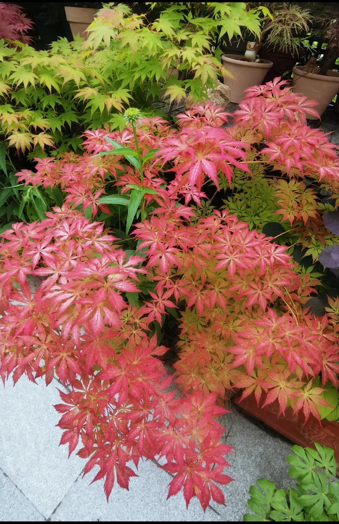 祖母精灵枫树阳台室内室外盆栽植物红枫盆景庭院植物