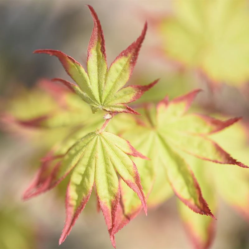 扇爪柿品种枫树盆栽地栽植物变色耐寒耐晒