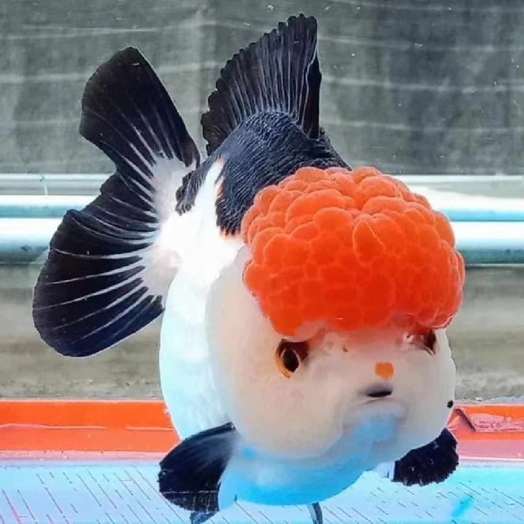 泰狮金鱼包活不包邮直播专属活体链接 小鱼观赏鱼冷水鱼水族发货