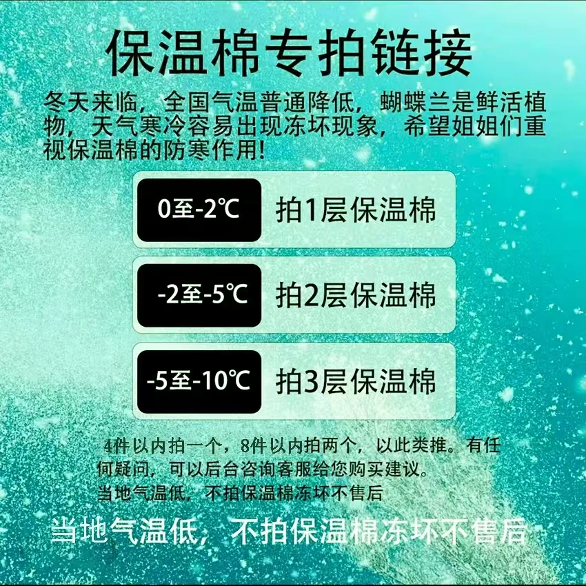 【花开专属】培植蝴蝶兰（保温棉）